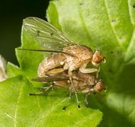 Buskflue neuroctena anilis